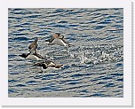 ruokit1  Razorbill * 2583 x 2015 * (5.13MB)